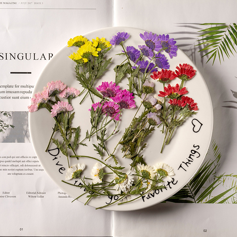 Dried Flower Bookmark - 5-8Cm/24 Chiếc, Bên Ép Pha Lê