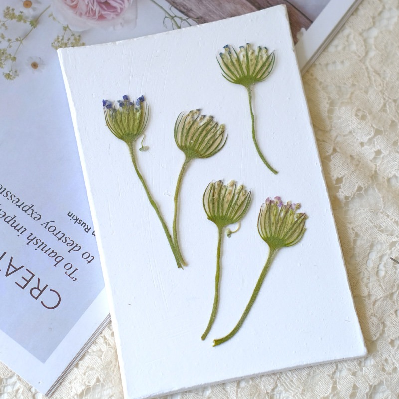 12PCS Pressed Emerald Pearl Fl - đánh giá và giá Dried Flower Bookmark