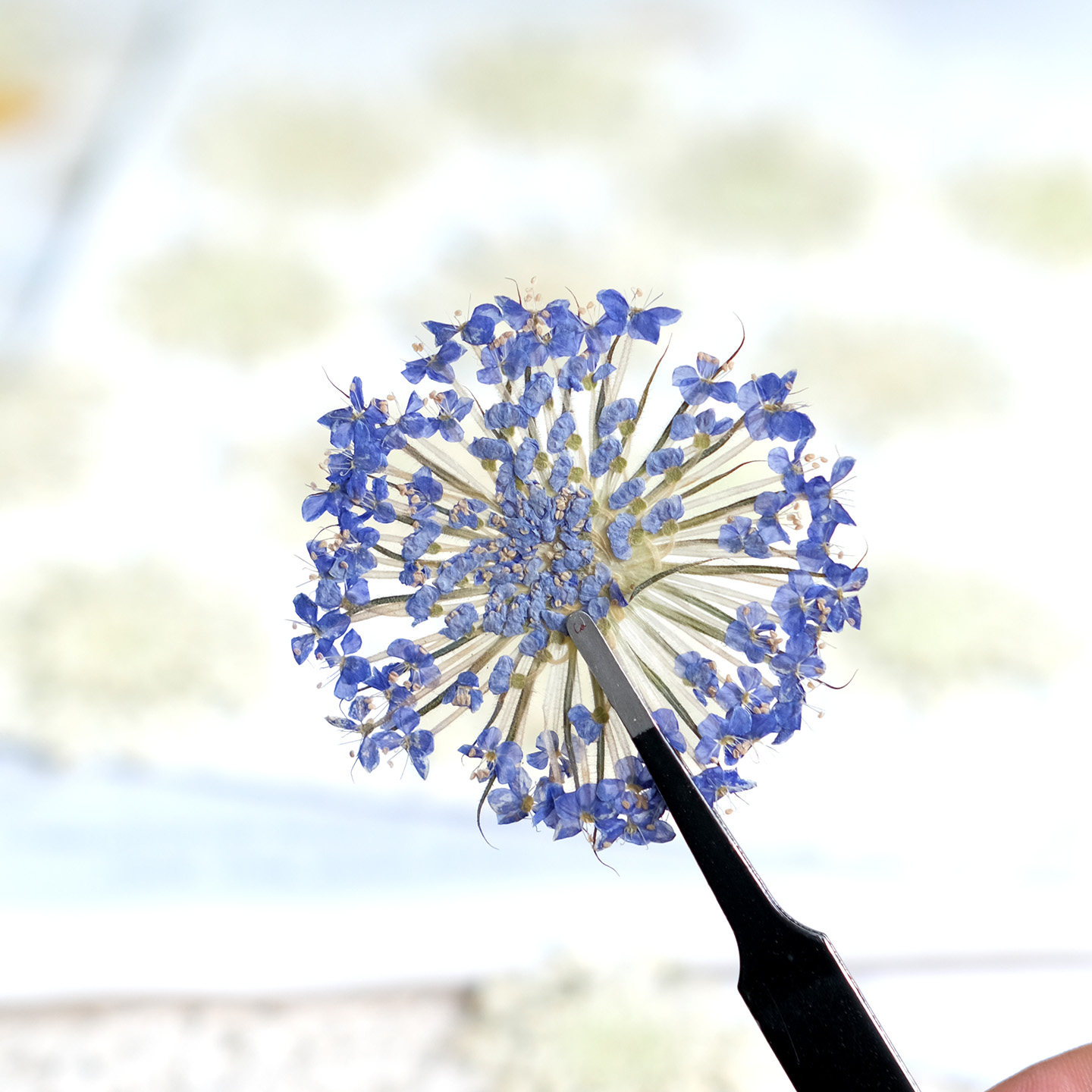 12PCS Pressed Emerald Pearl Fl - đánh giá và giá Dried Flower Bookmark
