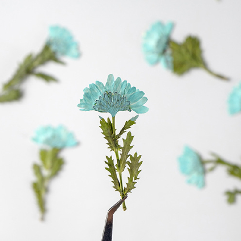 5-8Cm/24 Chiếc, Bên Ép Pha Lê  - đánh giá và giá Dried Flower Bookmark