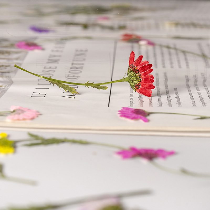5-8Cm/24 Chiếc, Bên Ép Pha Lê  - đánh giá và giá Dried Flower Bookmark